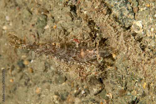 Prawn, shrimp © GeraldRobertFischer