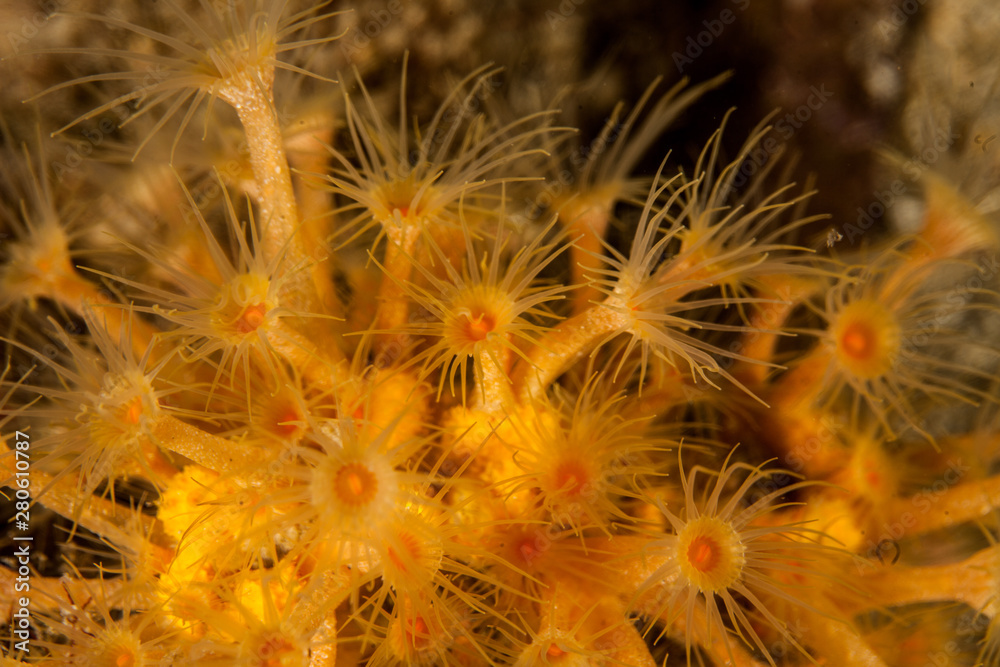 Parazoanthus axinellae, the yellow cluster anemone Parazoanthus axinellae, the yellow cluster anemone