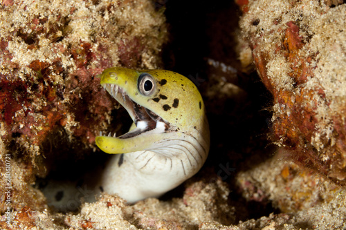 Fimbriated moray  Gymnothorax fimbriatus  also known as darkspotted moray or spot-face moray