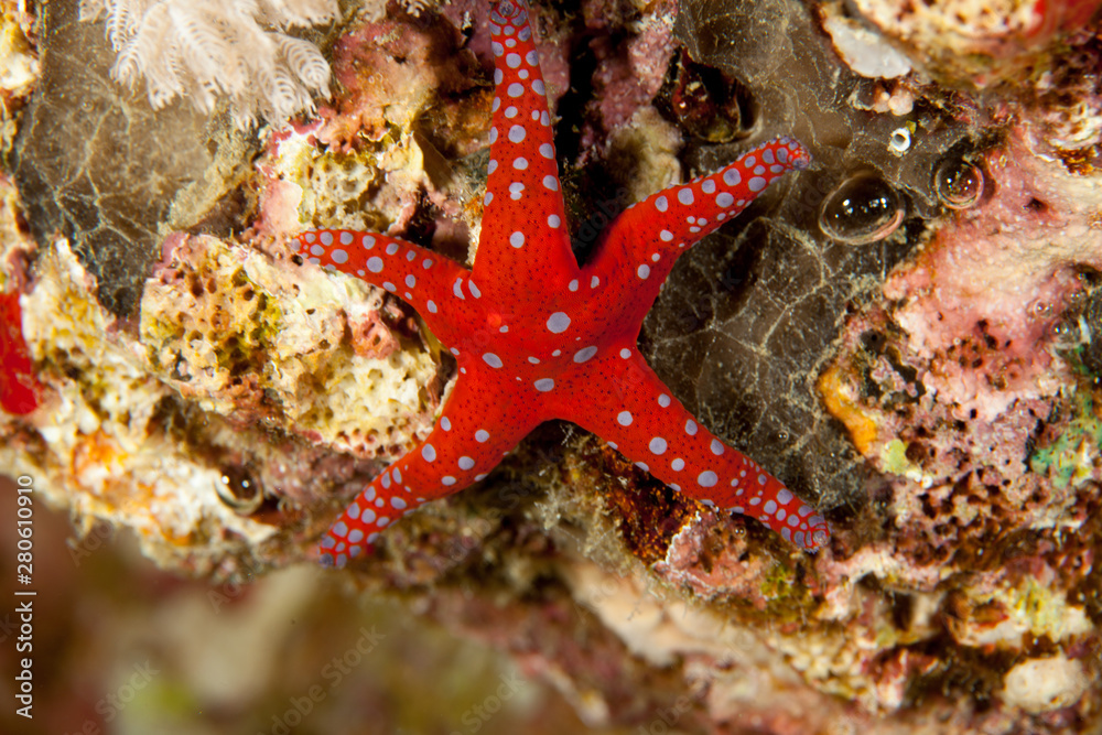 Fromia ghardaqana, common name Ghardaqa sea star, is a species of marine starfish in the family Goniasteridae Fromia ghardaqana, common name Ghardaqa sea star, is a species of marine starfish in the family Goniasteridae
