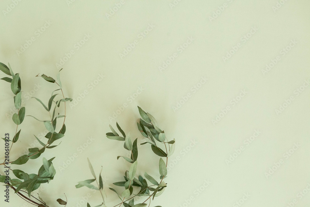 Dried Greenery on Green Background, Copy Space, Wallpaper Stock Photo