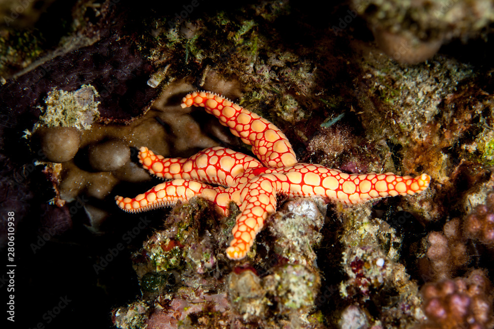 Fromia monilis, common name necklace starfish or tiled starfish, is a species of starfish belonging to the family Goniasteridae Fromia monilis, common name necklace starfish or tiled starfish, is a species of starfish belonging to the family Goniasteridae