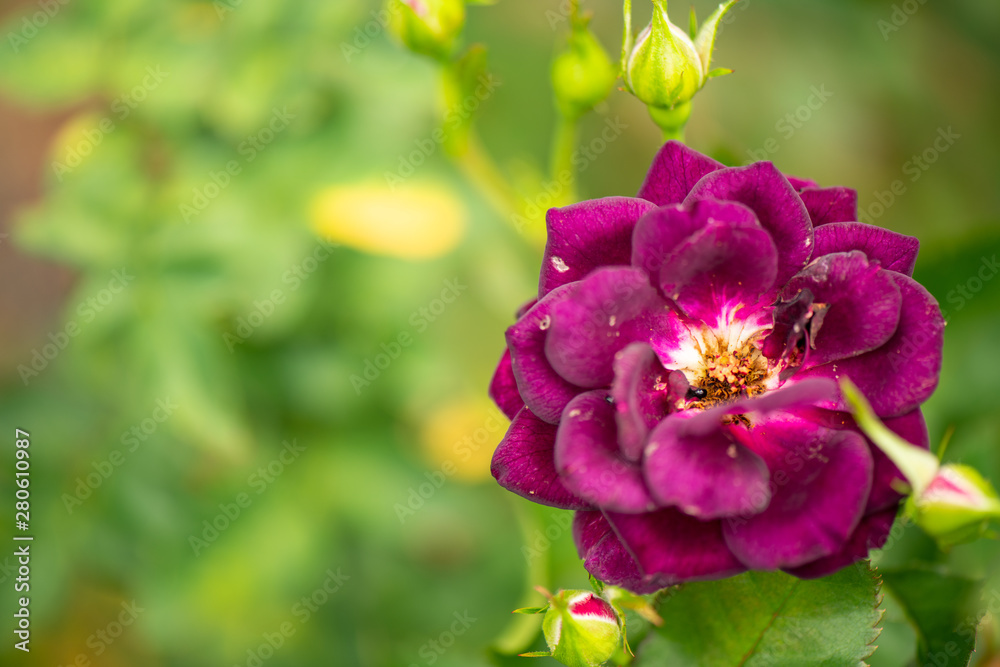 Fototapeta premium Colorful flowers in the morning, In various flower gardens
