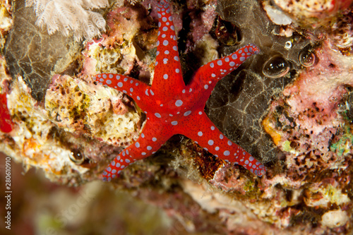 Fromia ghardaqana  common name Ghardaqa sea star  is a species of marine starfish in the family Goniasteridae