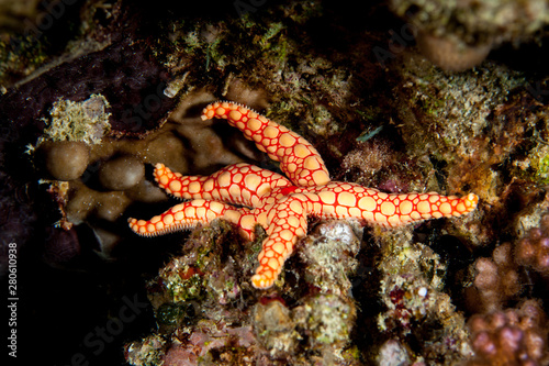 Fromia monilis, common name necklace starfish or tiled starfish, is a species of starfish belonging to the family Goniasteridae