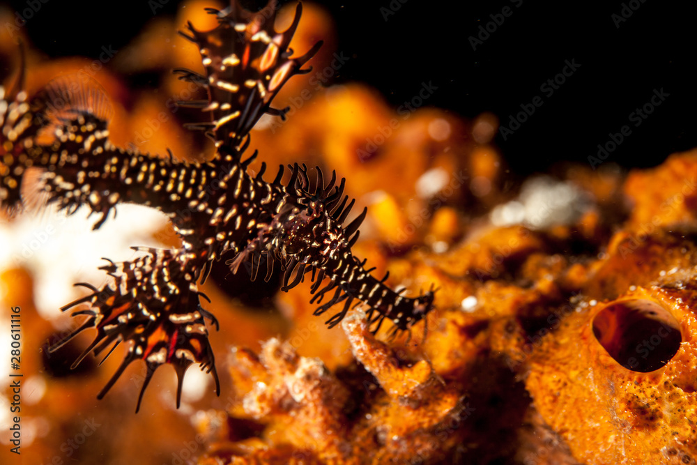 The ornate ghost pipefish or harlequin ghost pipefish, Solenostomus paradoxus