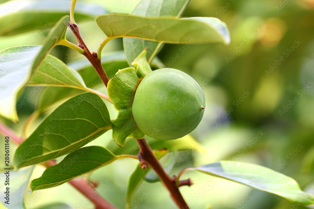 Fruit persimmon green ripening hanging among leaves on a tree branch