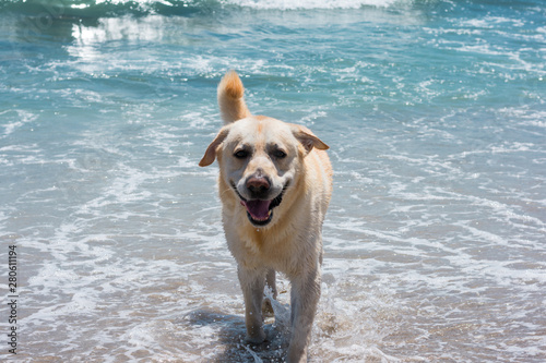 Labrador dog plays and has fun on the beach