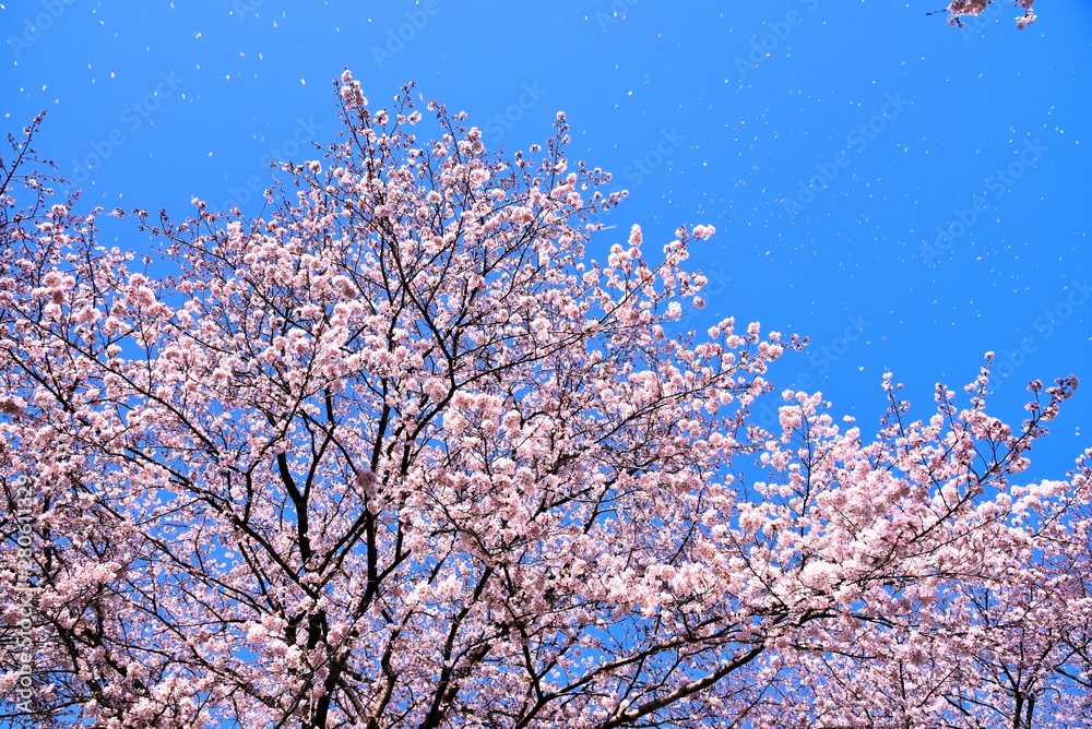 恩田川の桜