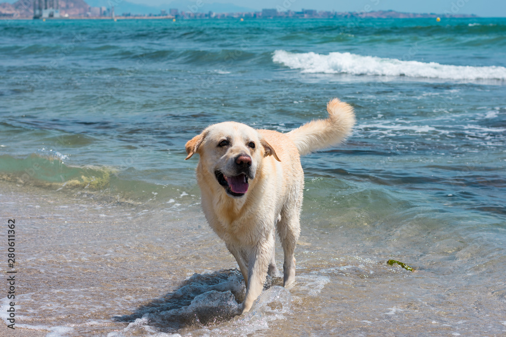 Labrador dog plays and has fun on the beach Labrador dog plays and has fun on the beach