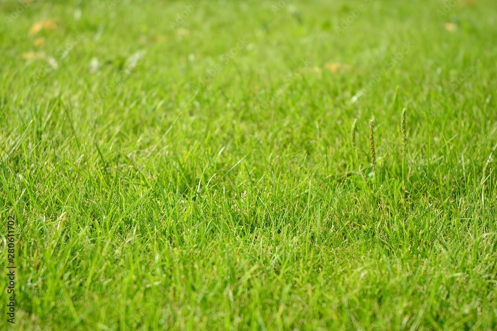 Green grass texture from a field Green grass texture from a field