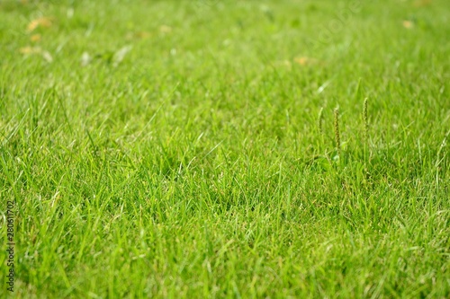 Wallpaper Mural Green grass texture from a field Torontodigital.ca