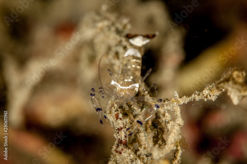 Peacock-tail Anemone Shrimp (White-Patched Anemone Shrimp) - Periclimenes brevicarpalis