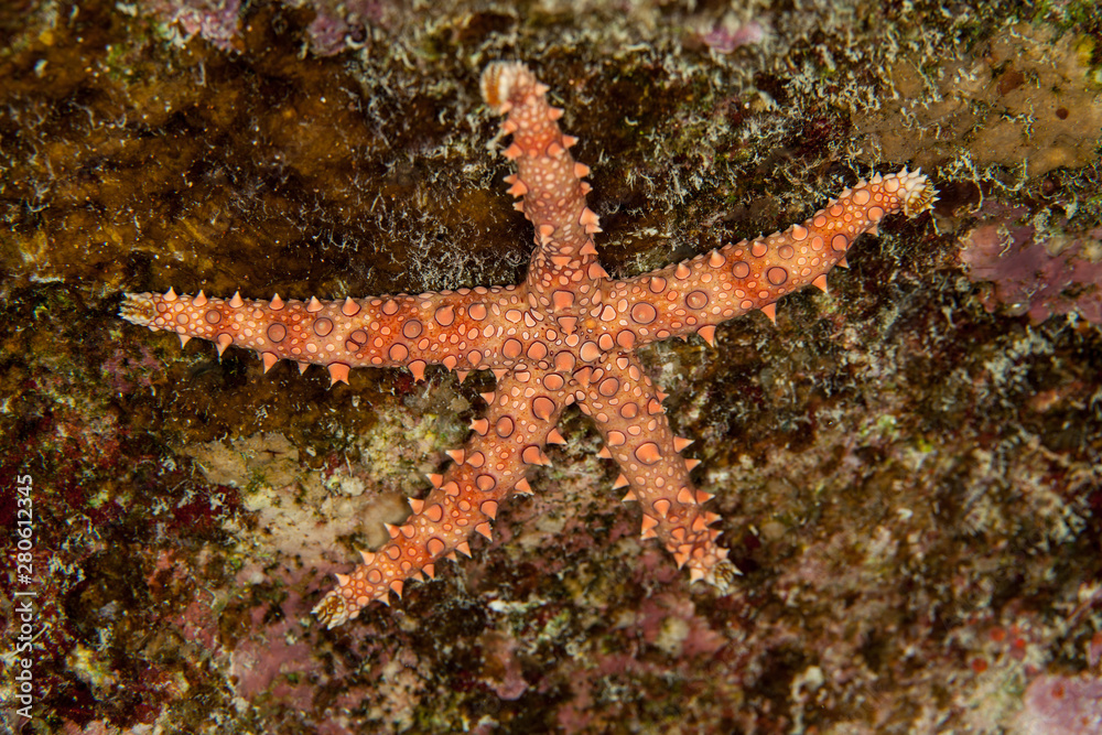 Gomophia egyptiaca, Egyptian sea star Gomophia egyptiaca, Egyptian sea star