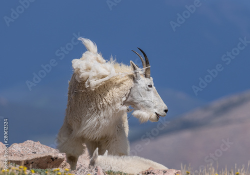 Mountain Goat in Colorado in Summer