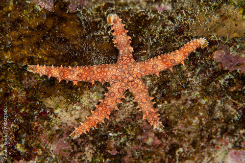 Gomophia egyptiaca  Egyptian sea star