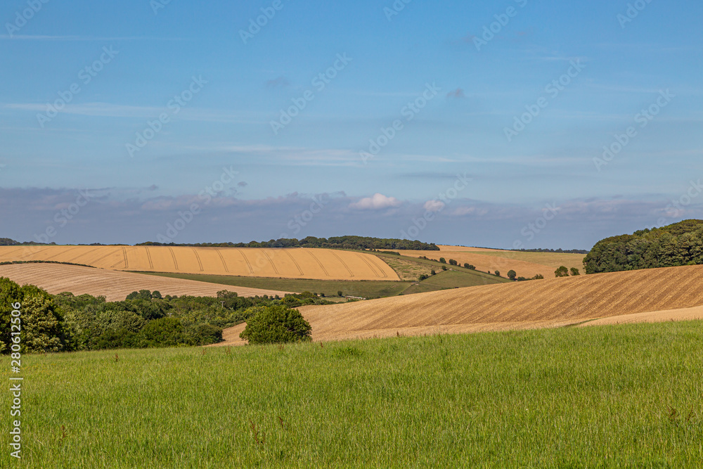 Green meadows and golden fields in Sussex, during summer