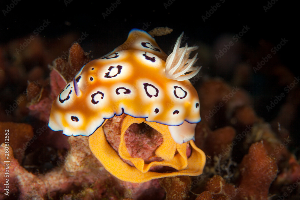 Goniobranchus leopardus lay eggs Goniobranchus leopardus lay eggs