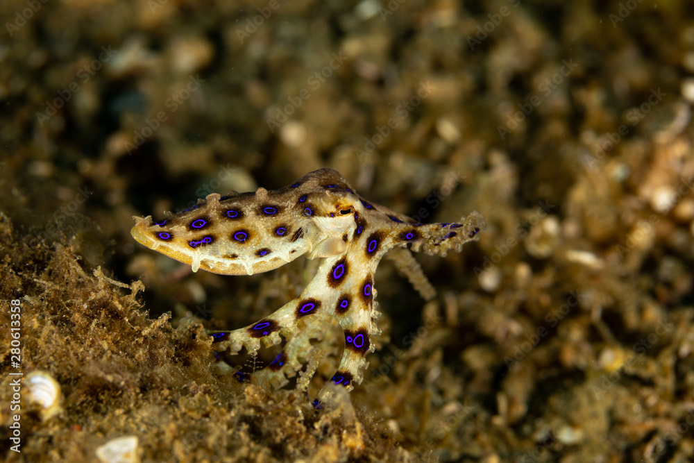 Greater blueringed octopus, Hapalochlaena lunulata is one of four species of highly venomous