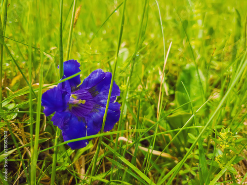 Close up of single blue enzian flower (Gentiana acaulis) in the green grass of Carpathians wild hills. Spring blooming photo