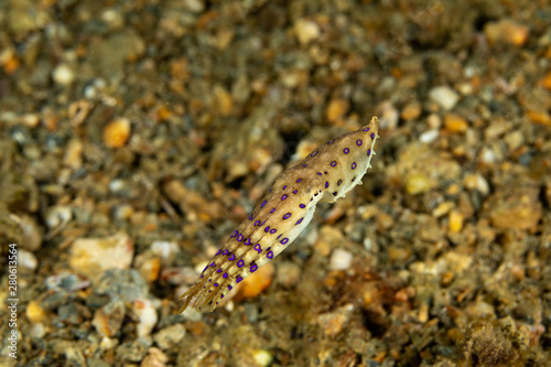 Greater blue-ringed octopus  Hapalochlaena lunulata is one of four species of highly venomous blue-ringed octopuses belonging to the family Octopodidae