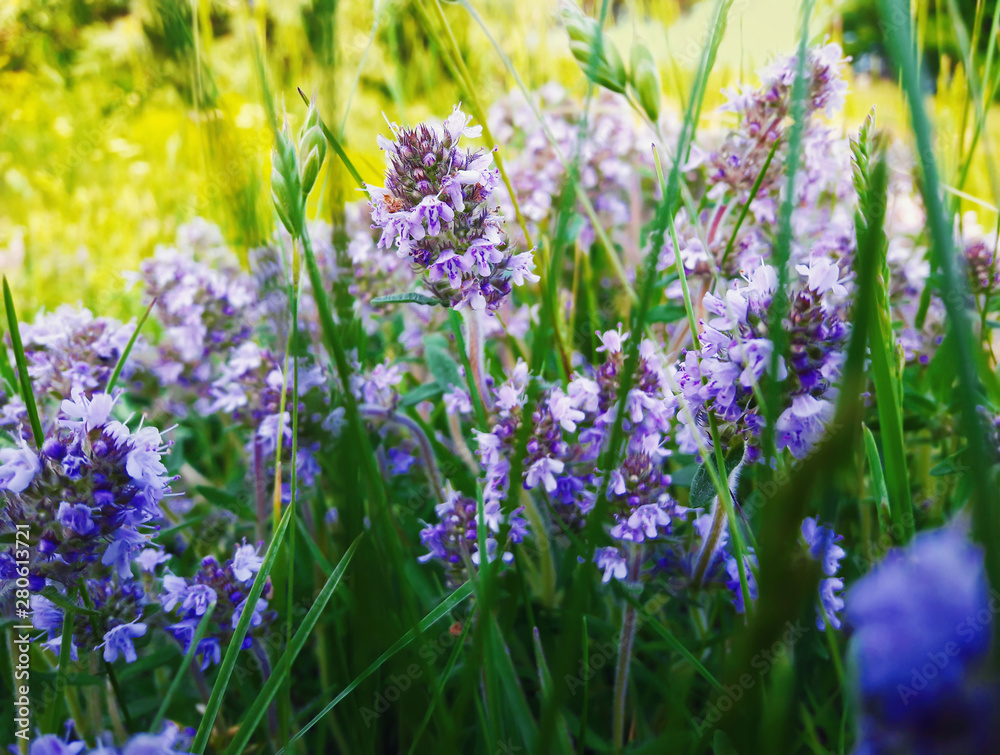 Obraz premium Close up of summer wild flower meadow. Composition of nature.