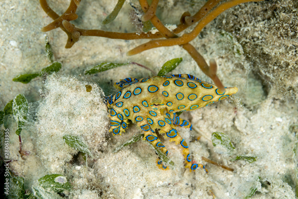 Greater blueringed octopus, Hapalochlaena lunulata is one of four