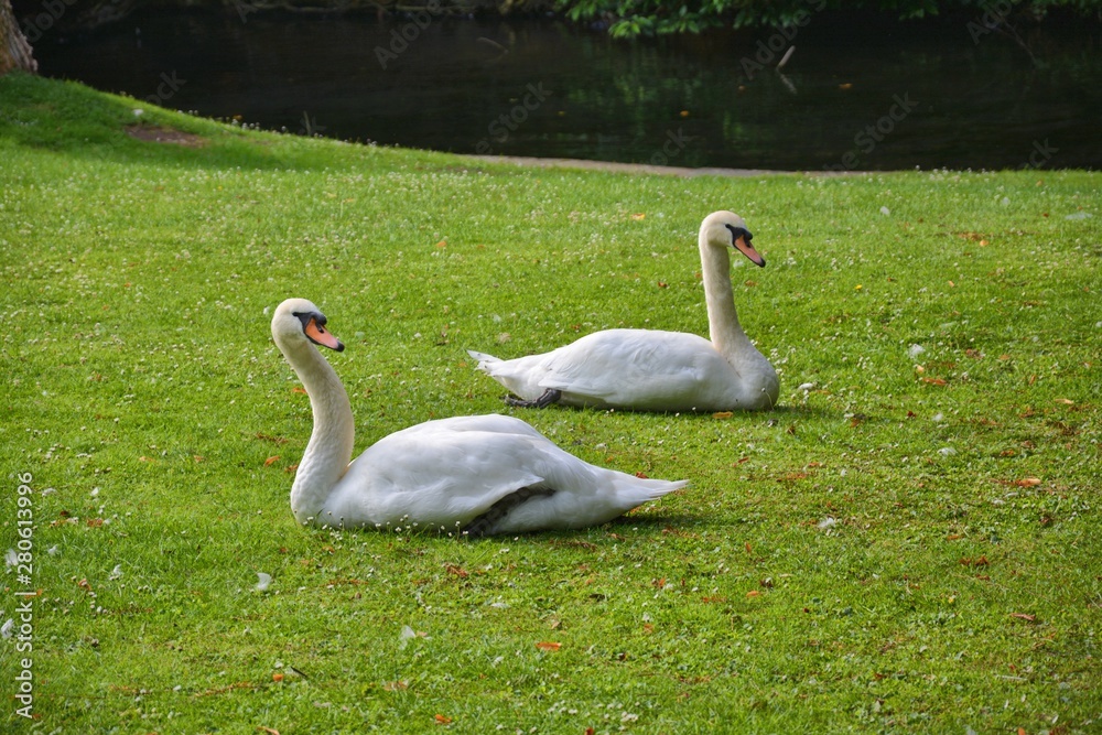 Pair of mute swans resting on grass Pair of mute swans resting on grass