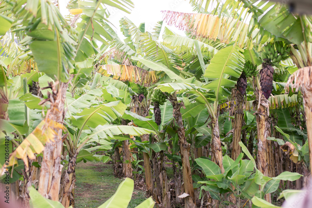 Tropical Scenery in Maui, Hawaii Tropical Scenery in Maui, Hawaii