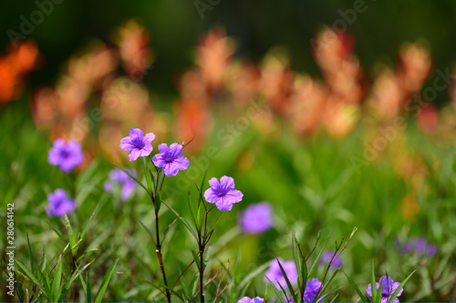 Purple flowers in the garden