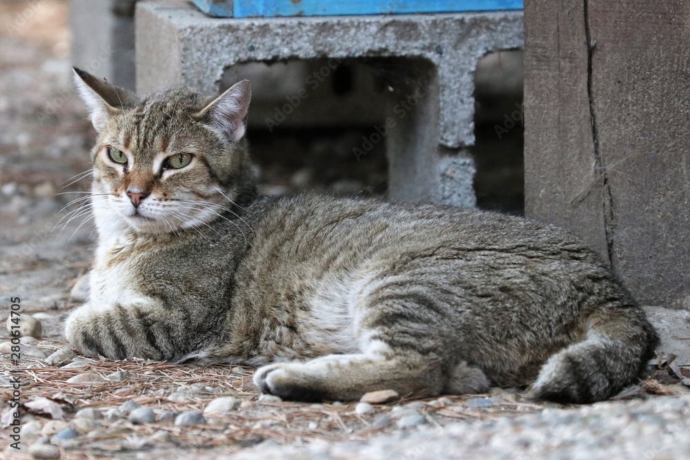 Colonia felina