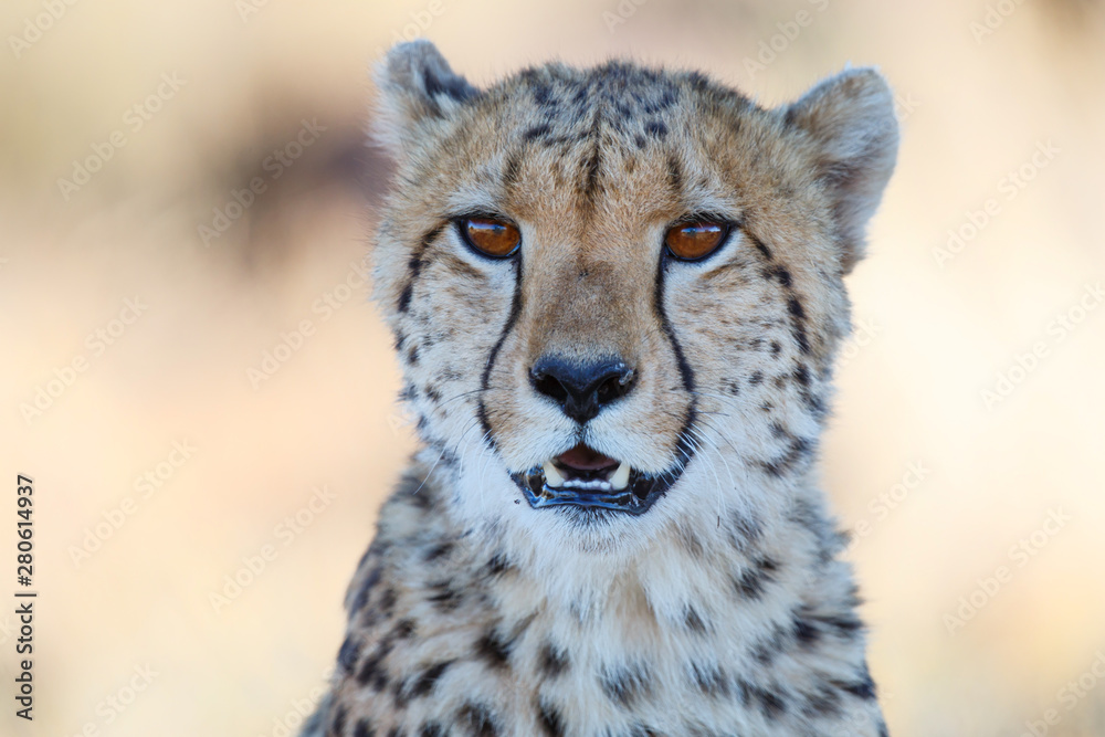 Portrait of a cheetah in Tiger Canyons Game Reserve in South Africa Portrait of a cheetah in Tiger Canyons Game Reserve in South Africa