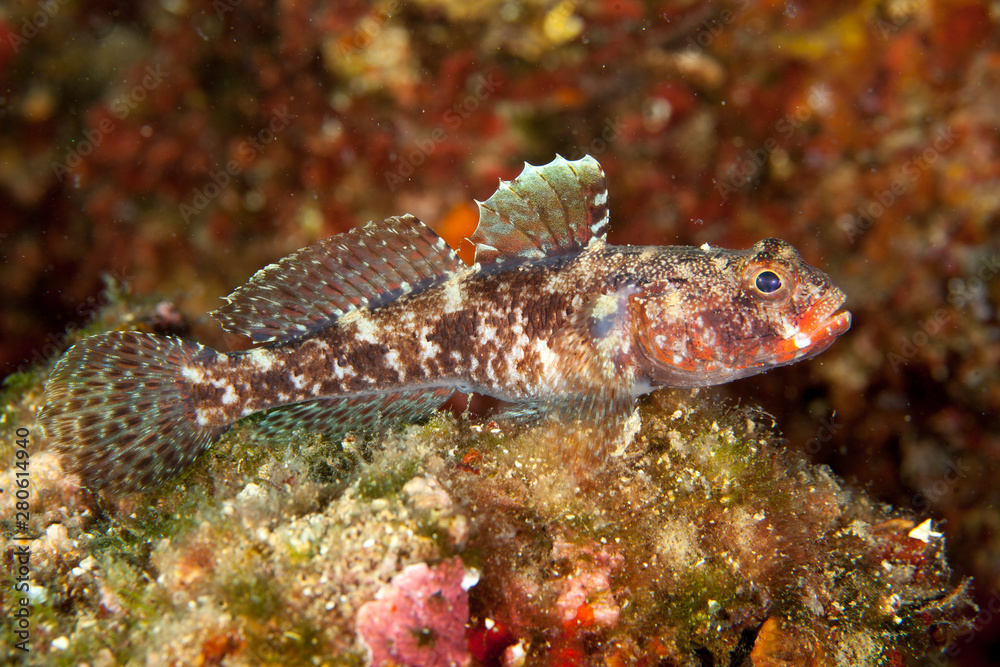 Gobies are fishes of the family Gobiidae Gobies are fishes of the family Gobiidae