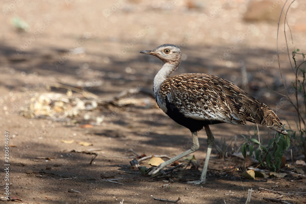 Rotschopftrappe / Red-crested korhaan / Lophotis ruficrista