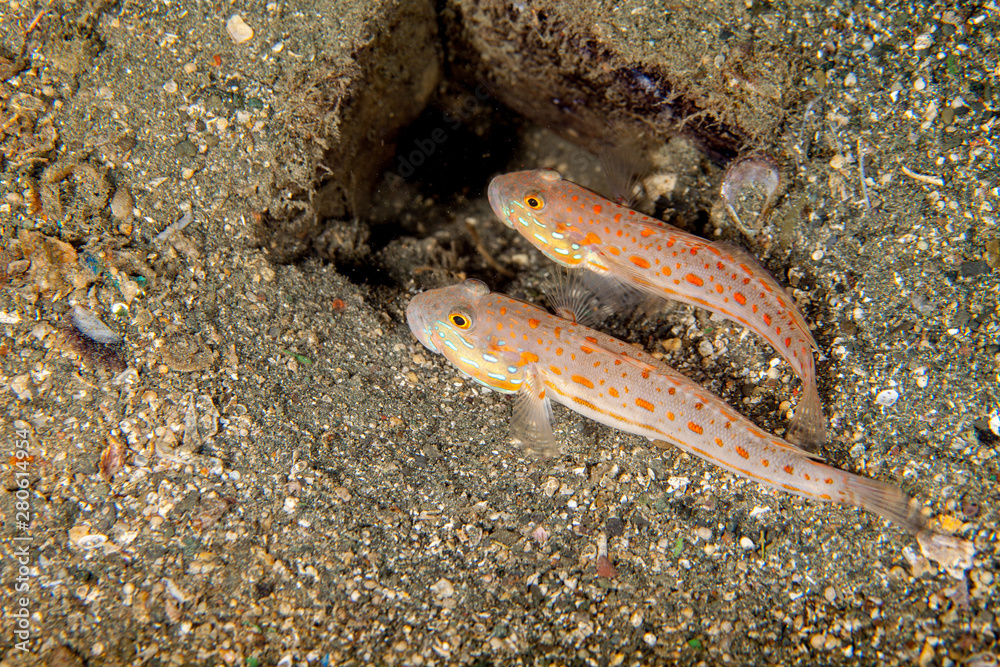 Gobies are fishes of the family Gobiidae Gobies are fishes of the family Gobiidae