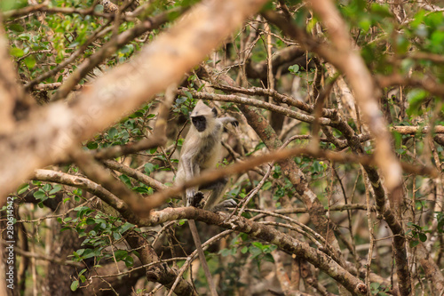 Wild Gibbon monkey in a tree, Yala National Park, Sri Lanka