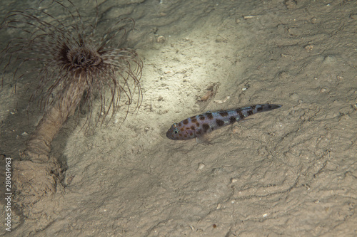 Gobies are fishes of the family Gobiidae photo