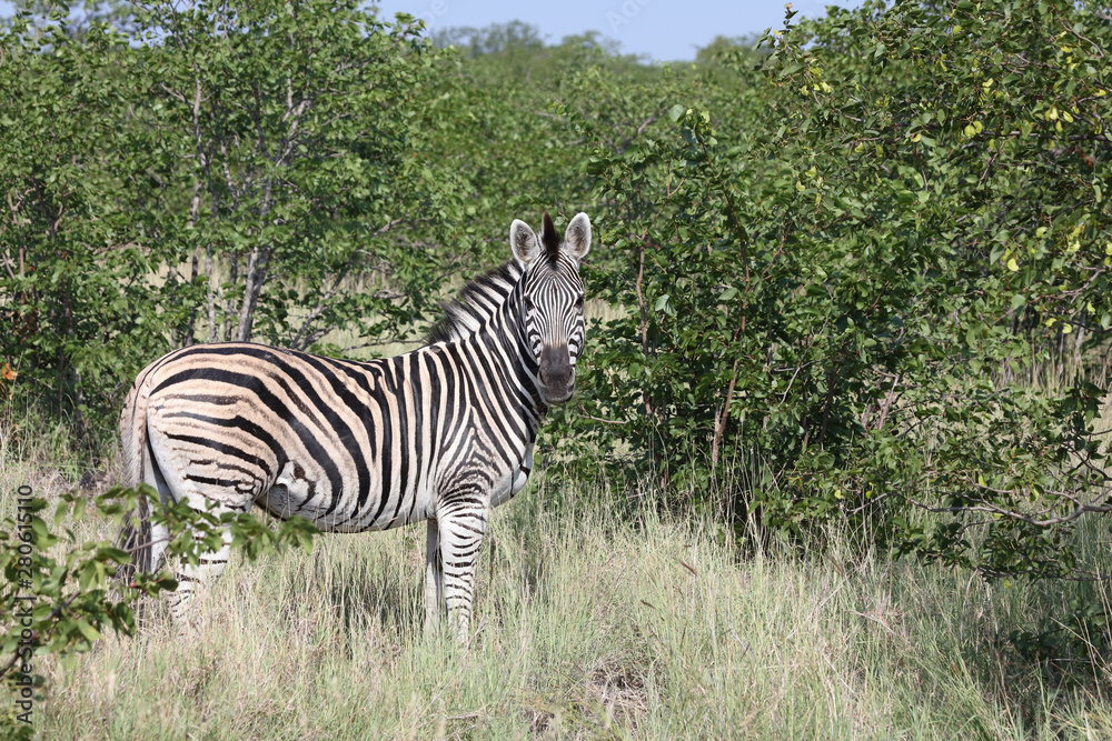 Obraz premium Steppenzebra / Burchell's zebra / Equus burchellii