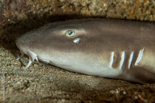 Nurse Shark - Nebrius ferrugineus photo