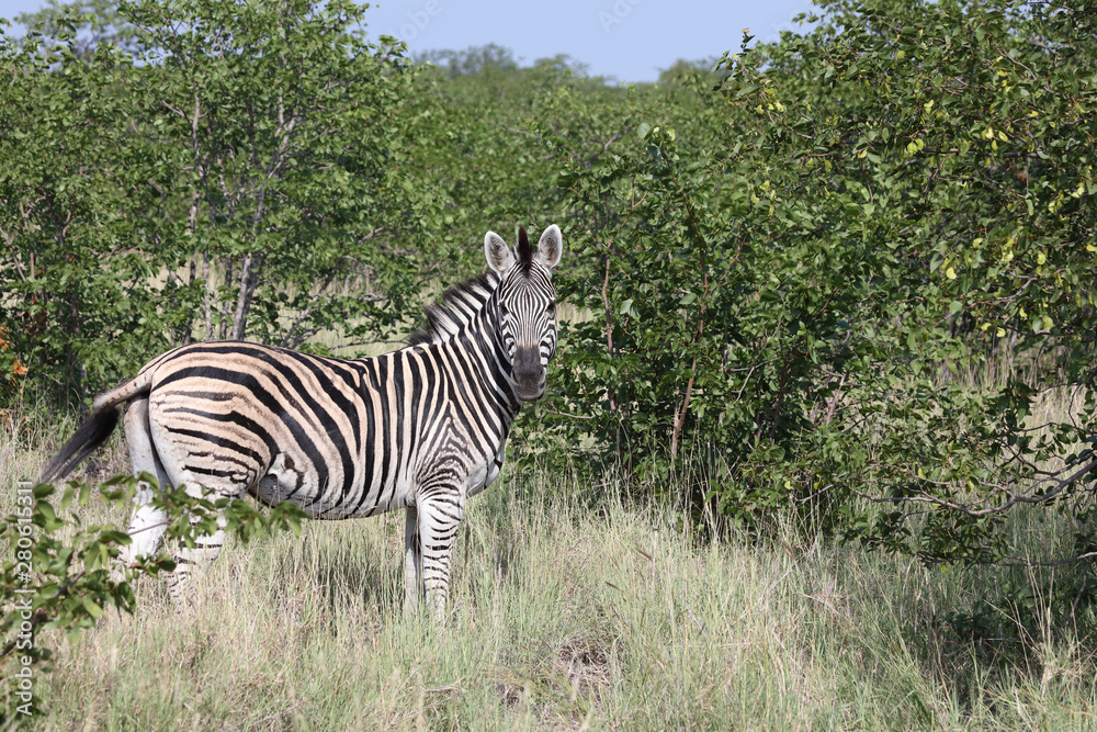 Obraz premium Steppenzebra / Burchell's zebra / Equus burchellii