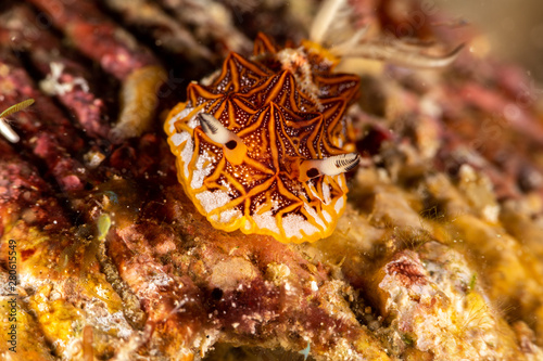 Tessellated halgerda, Halgerda tessellata, is a species of sea slug, a dorid nudibranch, shell-less marine gastropod mollusks in the family Discodorididae photo