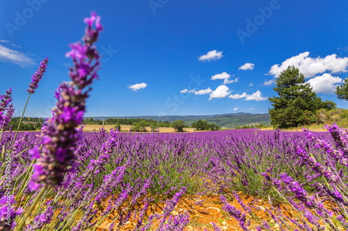 Provence - Champ de Lavande