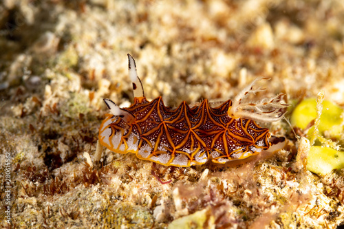 Tessellated halgerda, Halgerda tessellata, is a species of sea slug, a dorid nudibranch, shell-less marine gastropod mollusks in the family Discodorididae