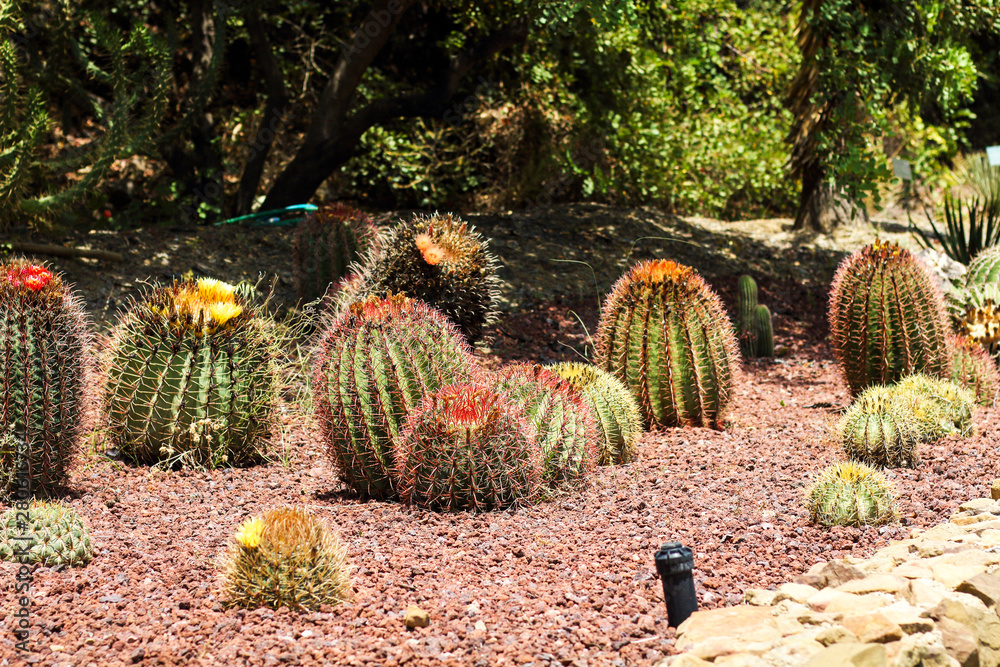 low round cacti cactus bushes succulents Ferocactus pilosus Cactus in red  sand in botanical garden in Spain Malaga outside in desert on a cactus farm  in natural habitat Stock Photo