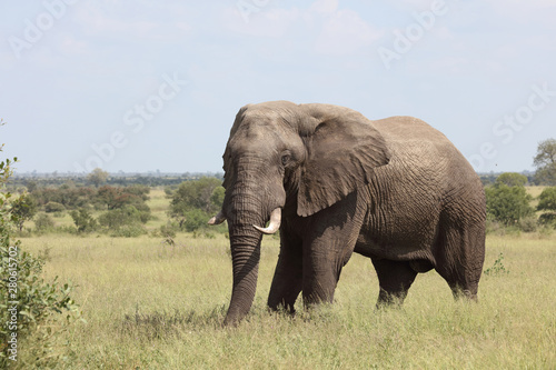 Afrikanischer Elefant / African elephant / Loxodonta africana