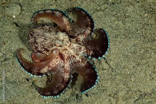 Coconut octopus and veined octopus, Amphioctopus marginatus is a medium-sized cephalopod belonging to the genus Amphioctopus photo