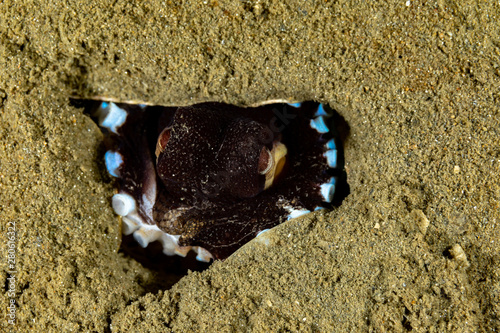 Canvas Print Coconut octopus and veined octopus, Amphioctopus marginatus is a medium-sized ce