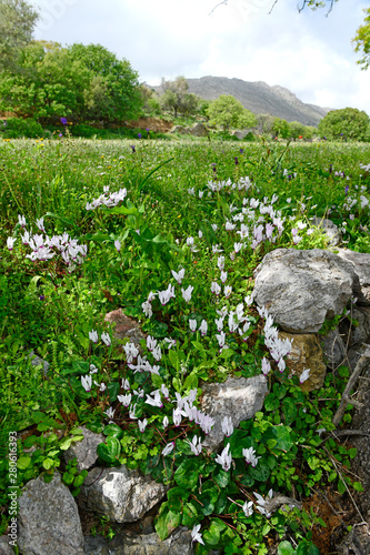 Alpenveilchen auf Tilos, Griechenland - Cyclamen on Tilos, Greece photo