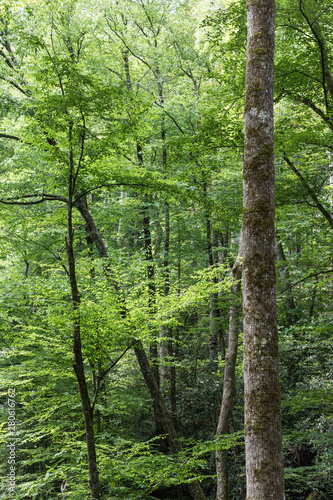Joyce Kilmer Memorial Forest, North Carolina photo
