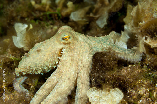 Common octopus, Octopus vulgaris